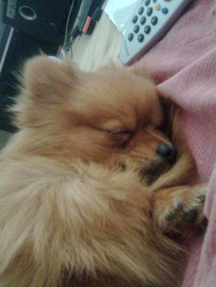 Pomeranian Kiko billede 13