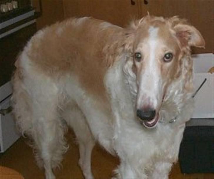 Borzoi Danilov of Zarina - Flere Foto på vej billede 1