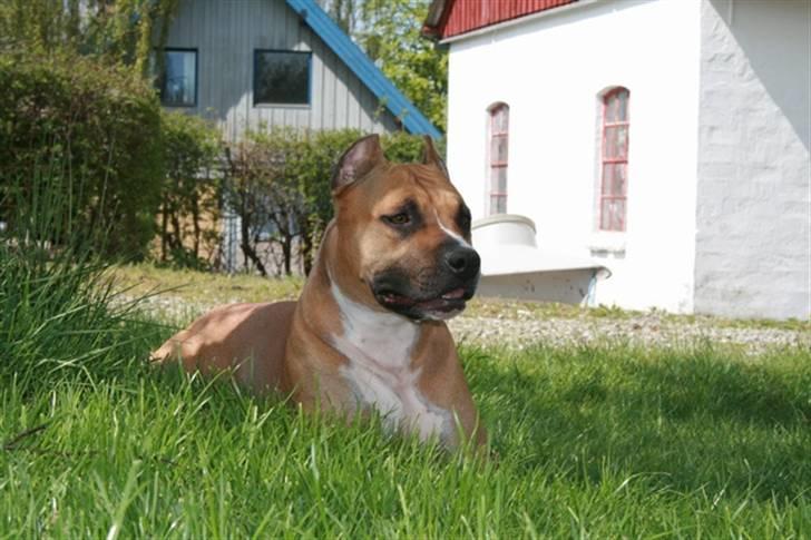 Amerikansk staffordshire terrier Frida - Smukke Frida i græsset billede 16