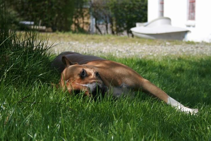 Amerikansk staffordshire terrier Frida - Dejligt at ligge i græsset billede 17