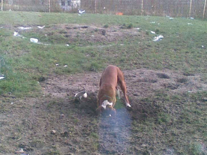 Boxer Matilde - og det daglige have arbejde.  billede 15
