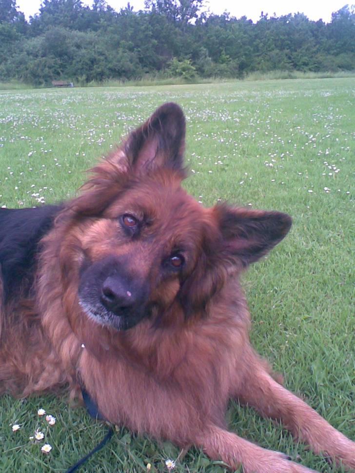 Schæferhund Kiwi billede 4