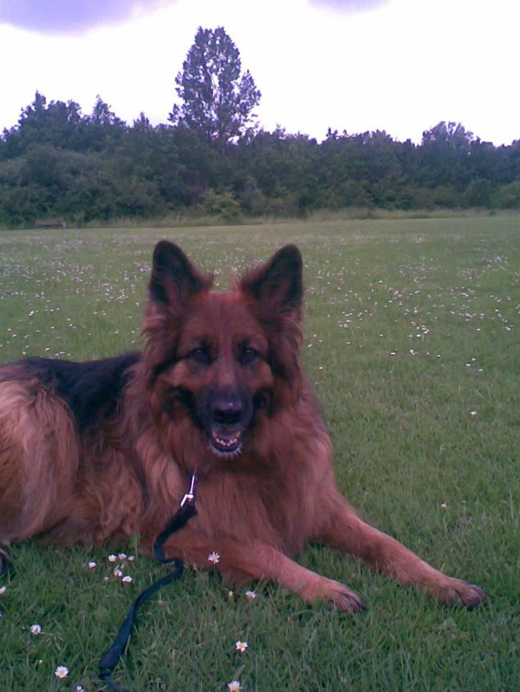 Schæferhund Kiwi billede 5