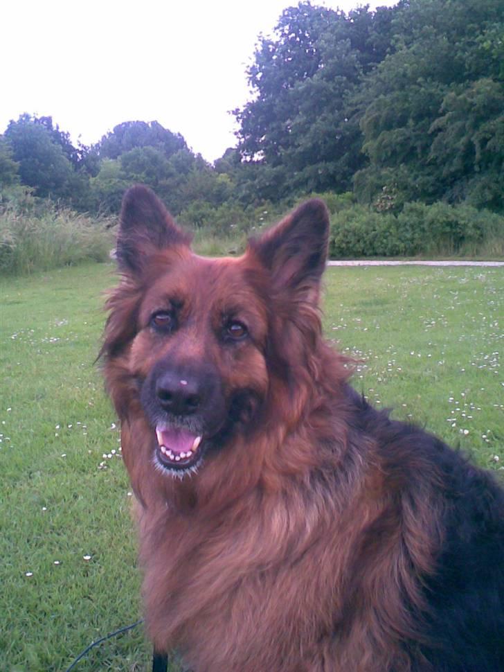 Schæferhund Kiwi billede 6