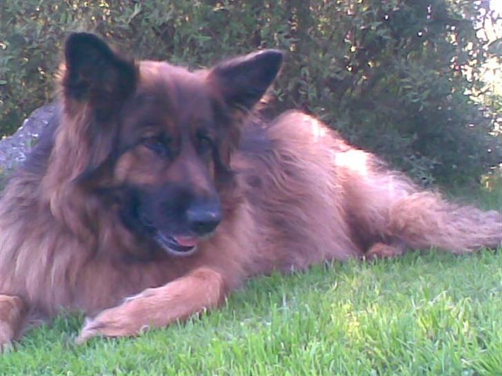 Schæferhund Kiwi billede 7