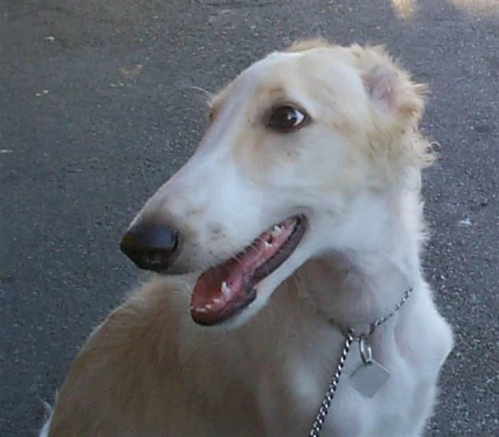 Borzoi Danilov of Zarina - Her er han til hvalpetræning som "lille" billede 2