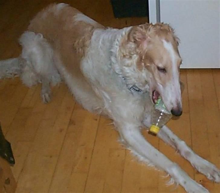 Borzoi Danilov of Zarina - Det behøver ikke være et kødben :) billede 3