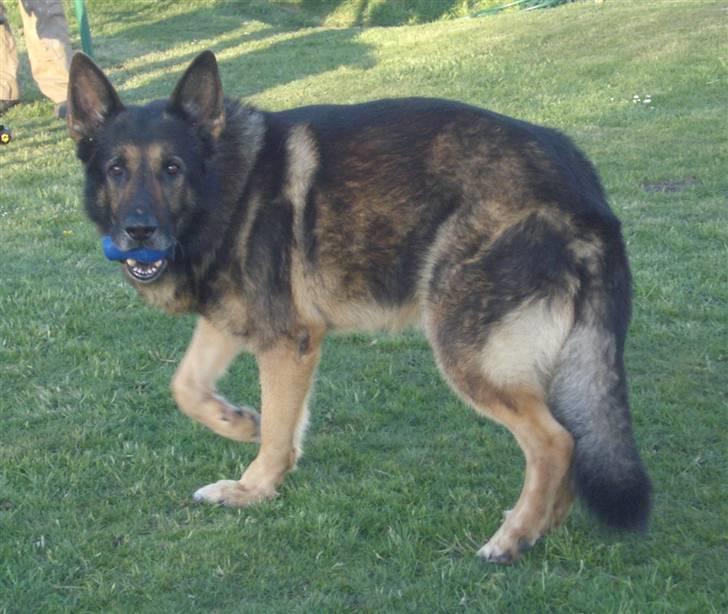 Schæferhund King   R.I.P. 15-07-09 billede 9