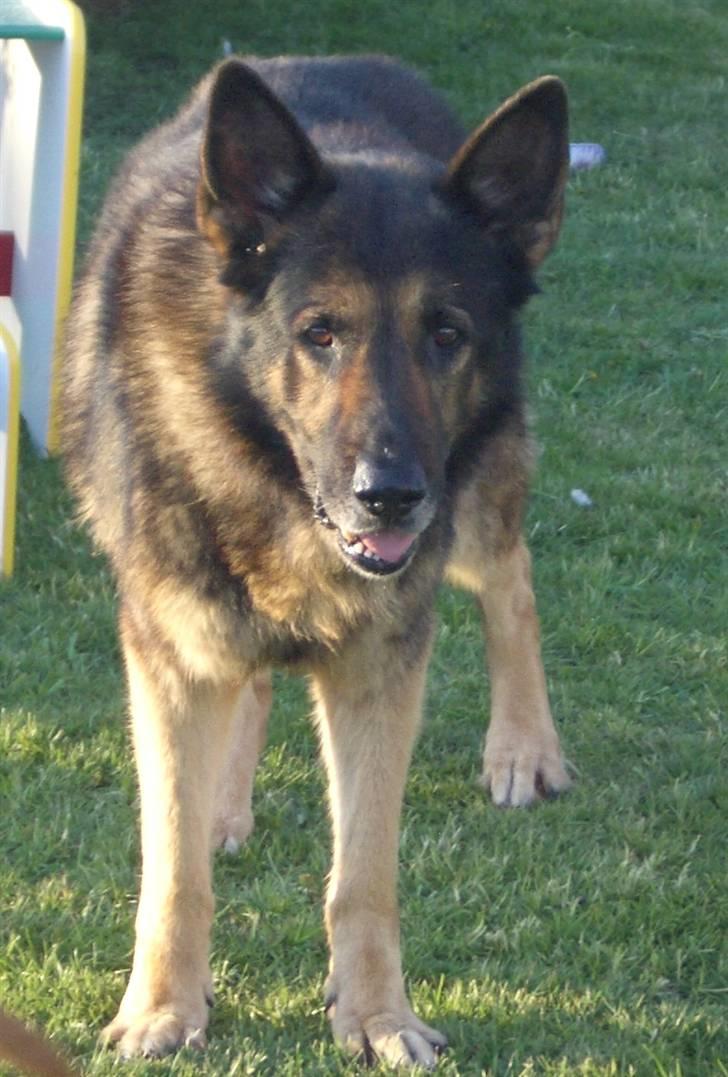 Schæferhund King   R.I.P. 15-07-09 billede 10