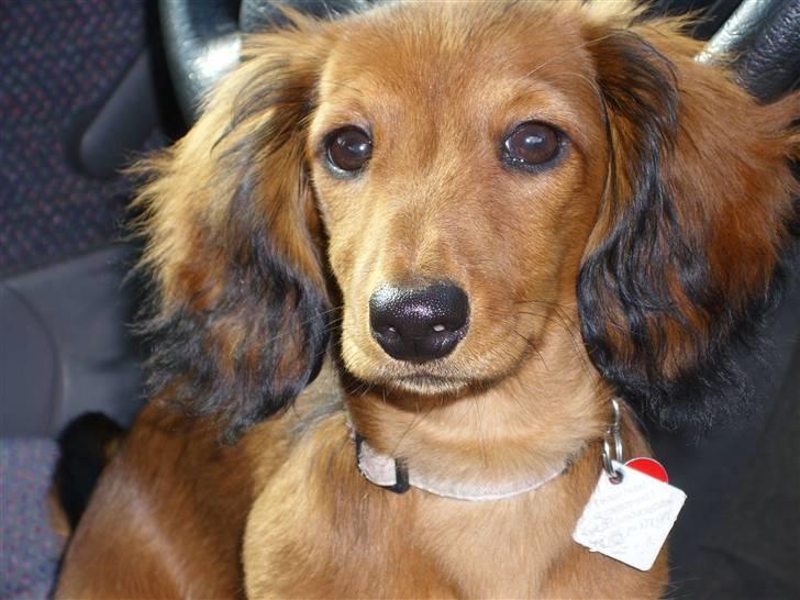 Dværggravhund Jessie - jessie foto model billede 20