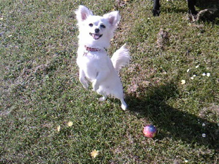 Chihuahua Freja  - Freja billede 1