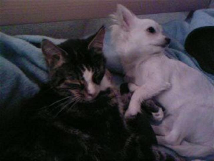 Chihuahua Freja  - Er de ikke bare søde, mine dyr! billede 2