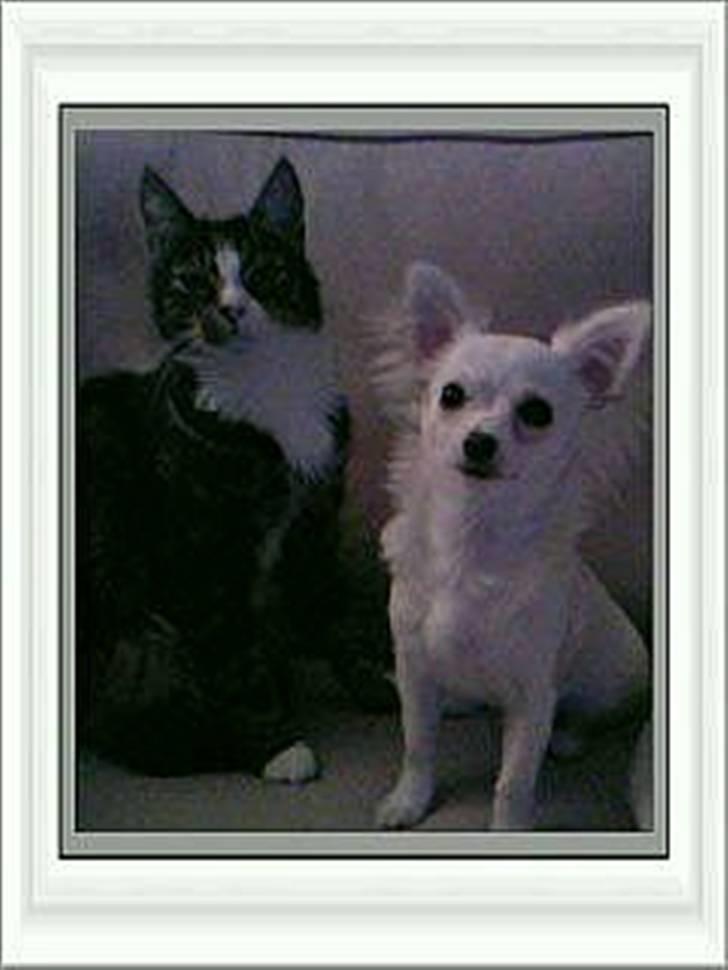 Chihuahua Freja  - Mine dejlige dyr. Buller og Freja billede 3