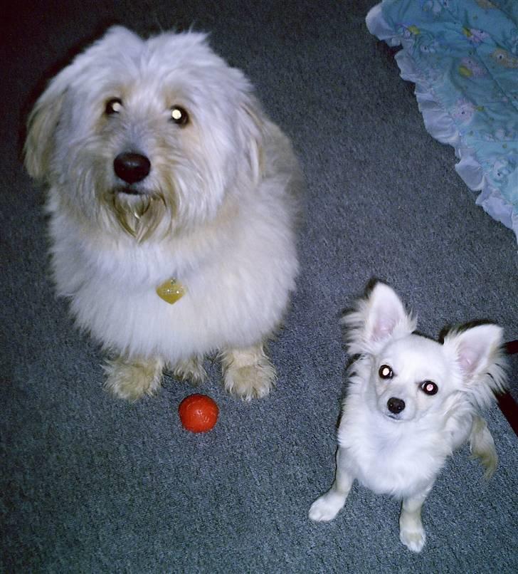 Chihuahua Freja  - Min Chihuahua Freja med sin gode ven Frede billede 4