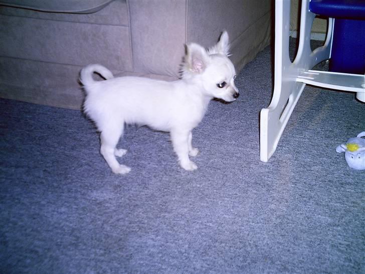 Chihuahua Freja  - Min dejlige Freja billede 6