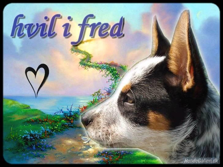 Australsk cattledog Anton *Himmelhund* - Her er vores savnede Anton, så smuk som han var! Vi savner Dig!!! billede 1