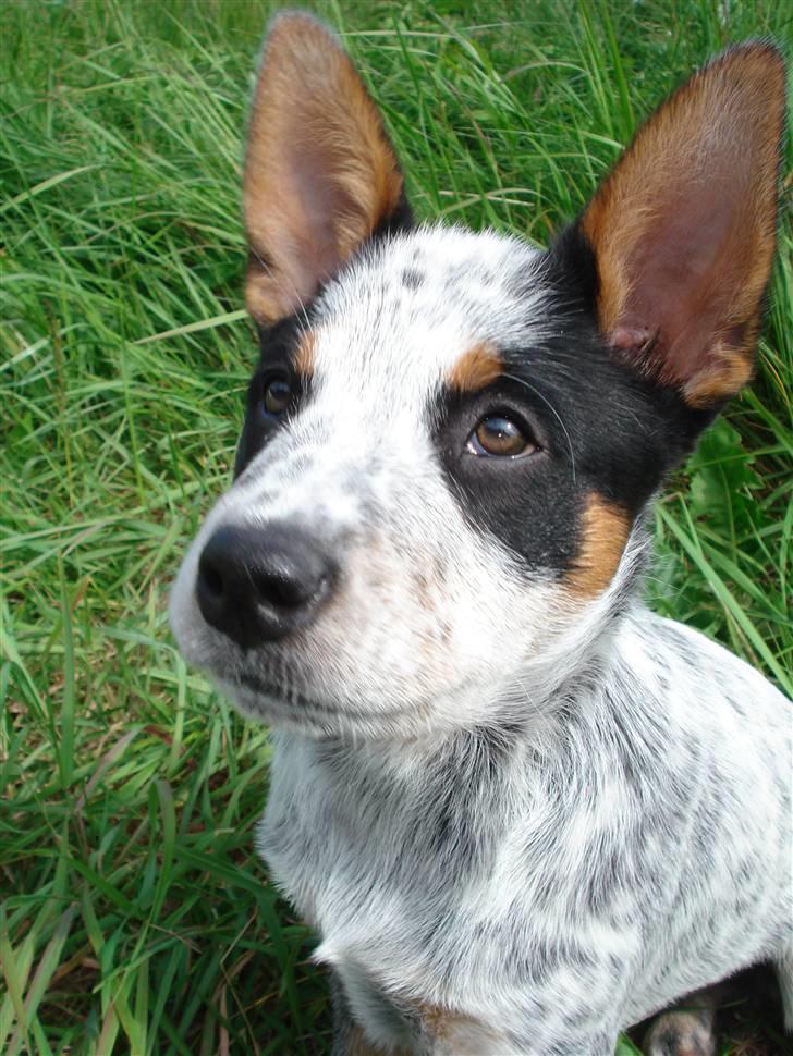Australsk cattledog Anton *Himmelhund* billede 2