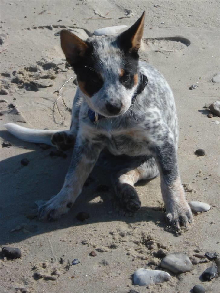 Australsk cattledog Anton *Himmelhund* - På stranden for første gang! billede 3