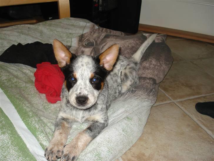 Australsk cattledog Anton *Himmelhund* billede 4