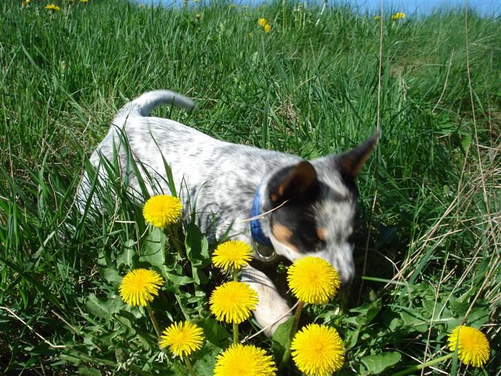 Australsk cattledog Anton *Himmelhund* billede 5