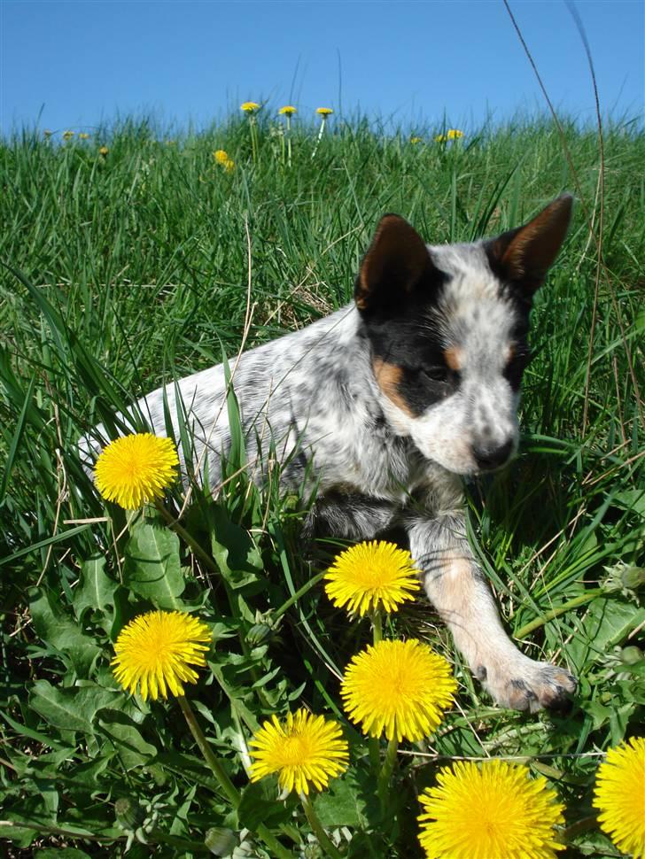 Australsk cattledog Anton *Himmelhund* billede 6