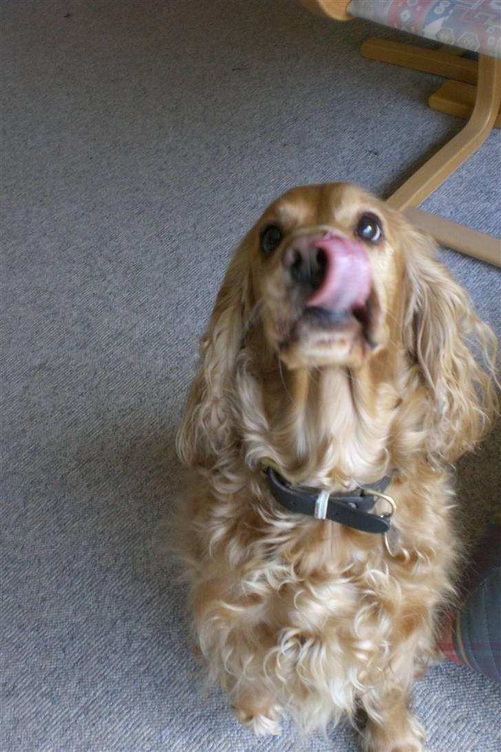 Cocker spaniel Sandie billede 1