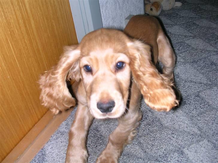 Cocker spaniel Sandie billede 2