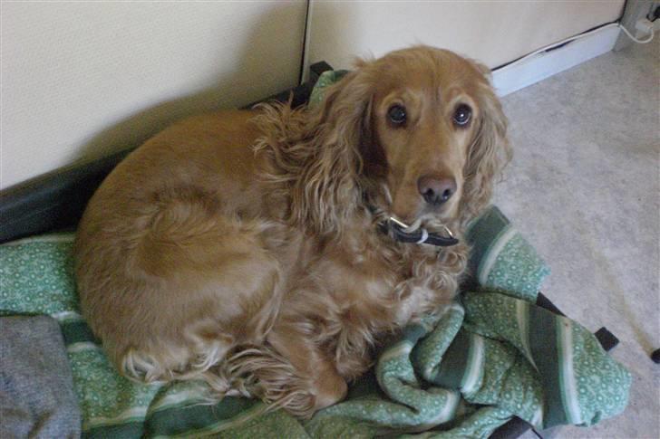 Cocker spaniel Sandie billede 3