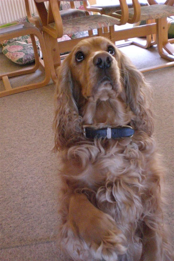 Cocker spaniel Sandie billede 4