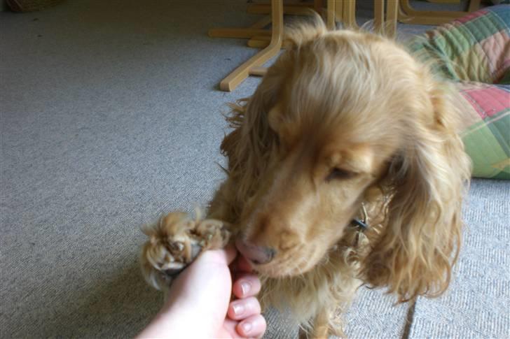 Cocker spaniel Sandie billede 5