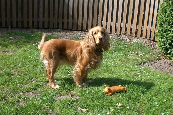 Cocker spaniel Sandie billede 6