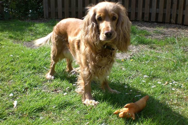 Cocker spaniel Sandie billede 7