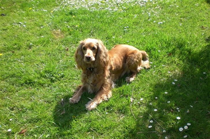 Cocker spaniel Sandie billede 8