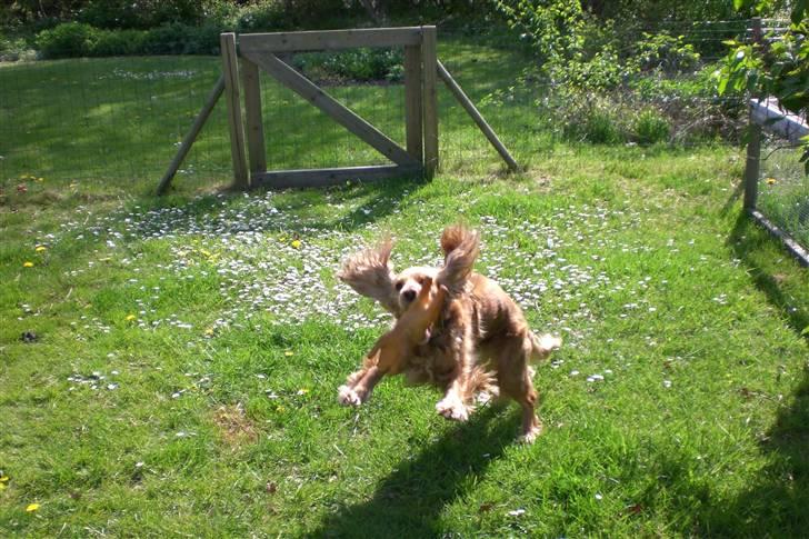 Cocker spaniel Sandie billede 9
