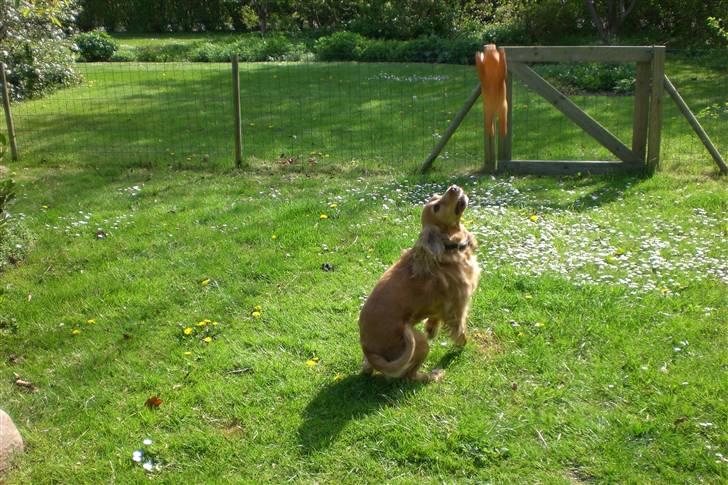 Cocker spaniel Sandie billede 10