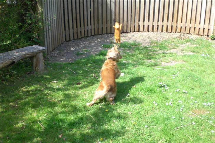 Cocker spaniel Sandie billede 11