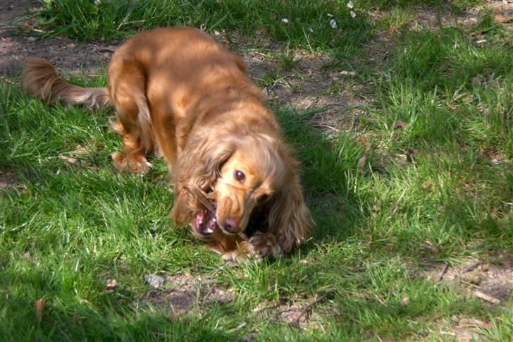 Cocker spaniel Sandie billede 12
