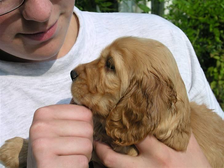 Cocker spaniel Sandie billede 13