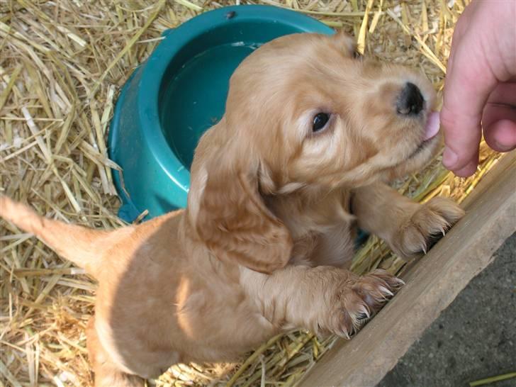 Cocker spaniel Sandie billede 14
