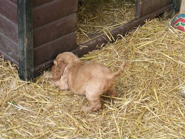 Cocker spaniel Sandie billede 15