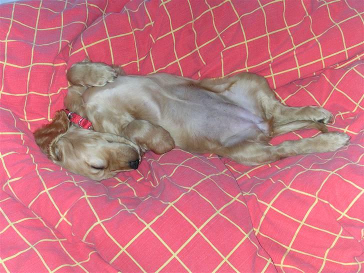 Cocker spaniel Sandie billede 16