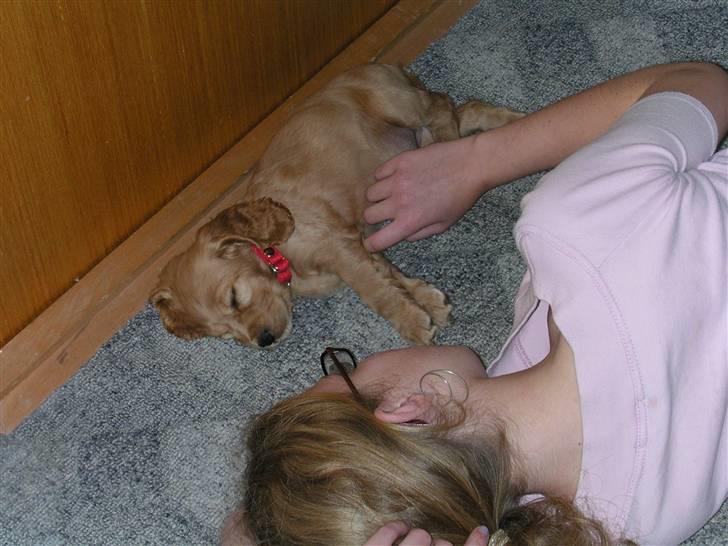 Cocker spaniel Sandie billede 17