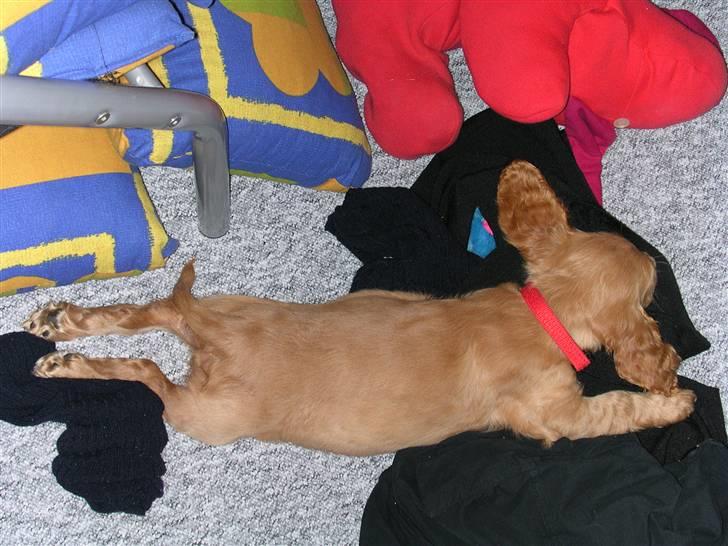 Cocker spaniel Sandie billede 18