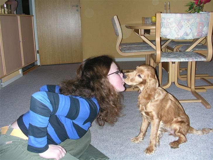 Cocker spaniel Sandie billede 19