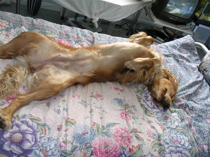 Cocker spaniel Sandie billede 20