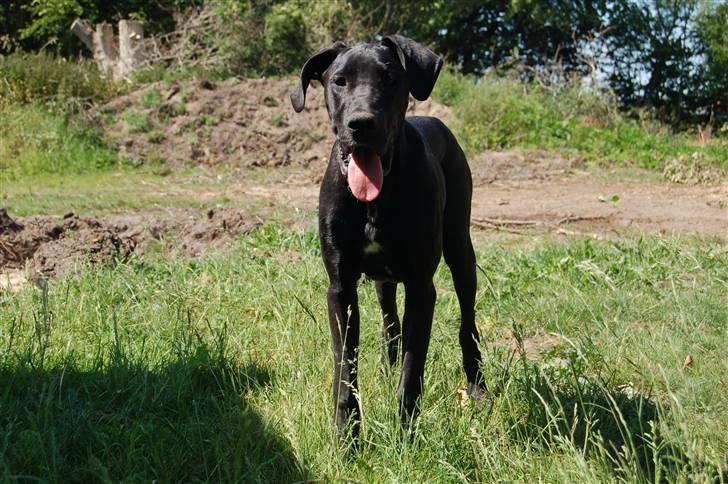 Grand danois Mercedes <3 - 4 ½ måned :) billede 17