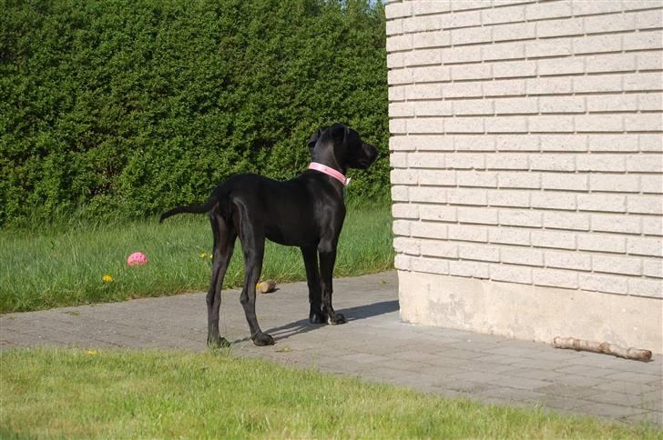 Grand danois Mercedes <3 - 4½ måned :) billede 18