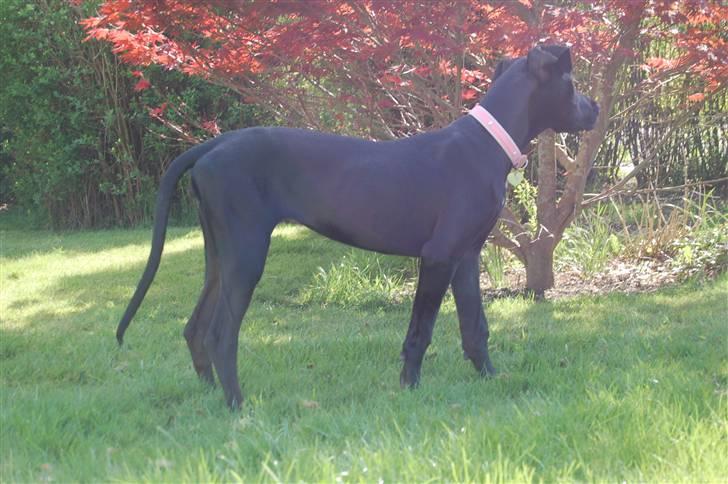 Grand danois Mercedes <3 billede 19