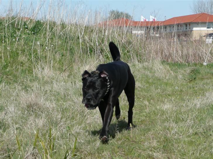 Blanding af racer Koda billede 17