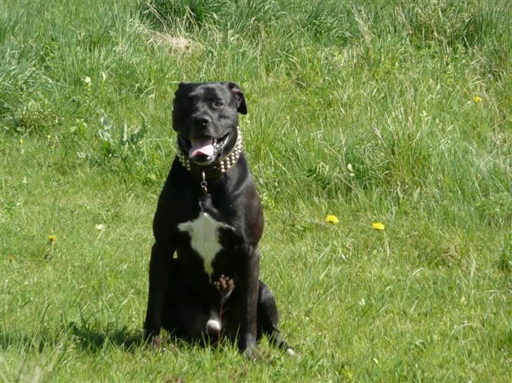 Blanding af racer Koda - sommer 2008 billede 18